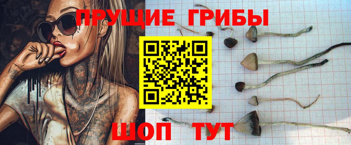 Галлюциногенные грибы Cubensis Ставрополь